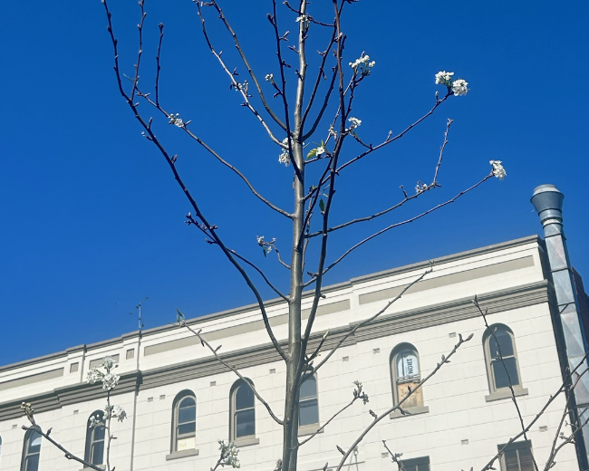 An image of blossoms appearing on trees on Brisbane St, Tamworth.